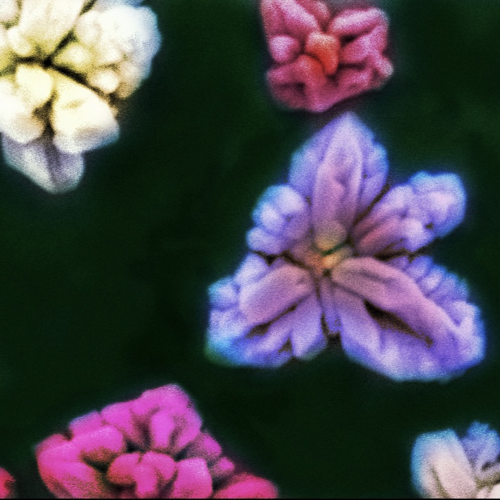 Microscopic Crystal Flowers of Cuprous Oxide #2, Anna Osherov, Matthew Panzer, et al.