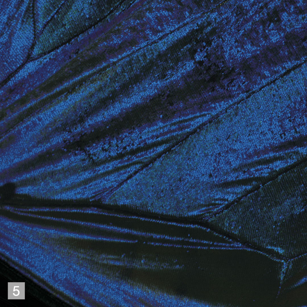 Wing of a Morpho Butterfly