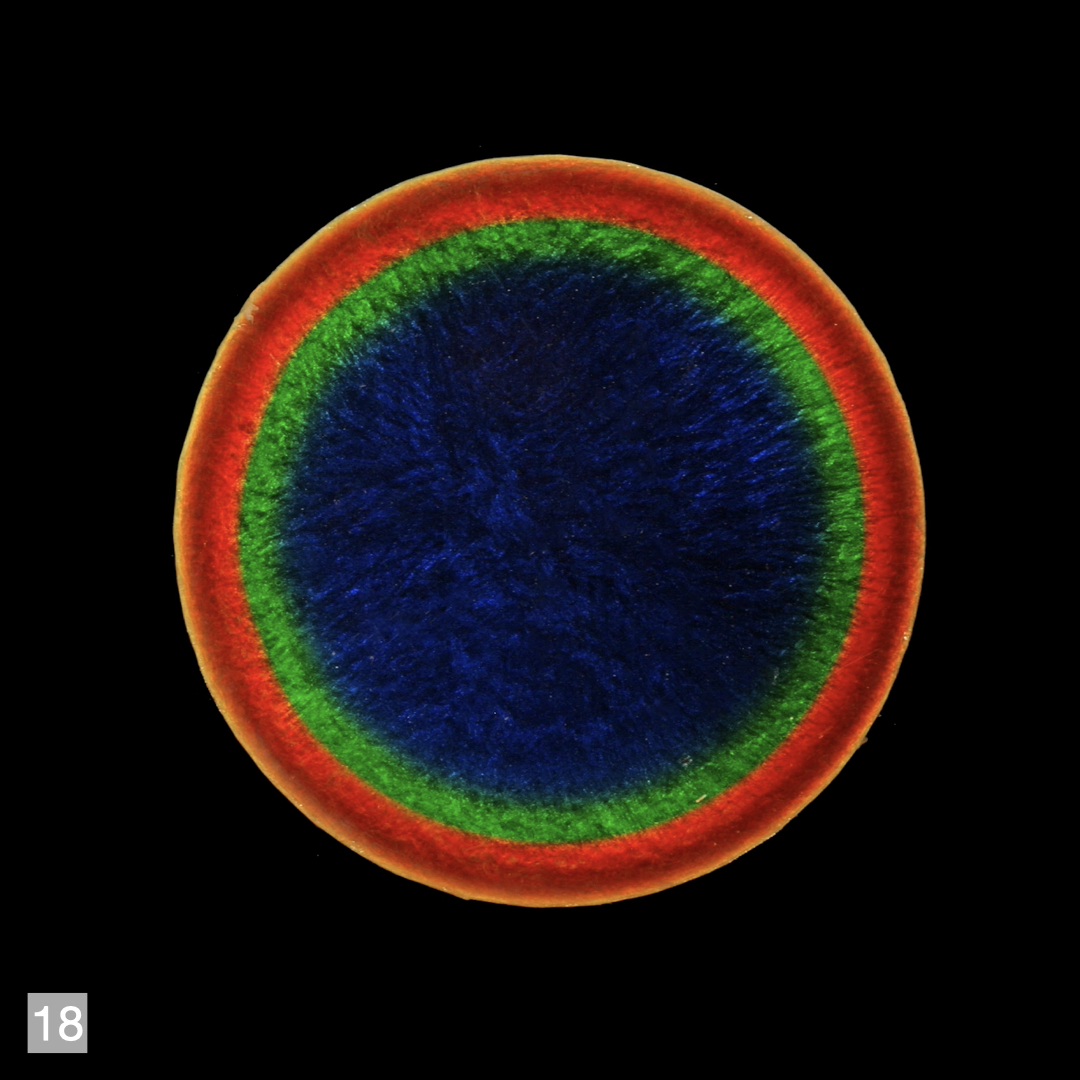 Light-Reflecting from a Polymer-Containing Gel