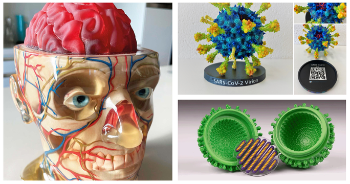 3d printed brain and face