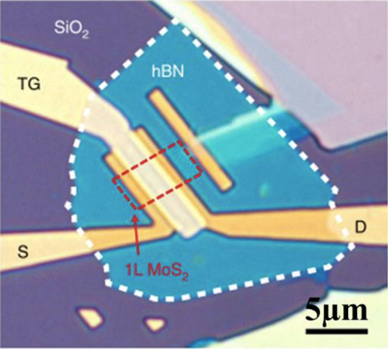 Optical microscope image of single layer molybdenum disulfide (MoS2) with h-BN dielectric. Source (S), drain (D), and top-gate (TG) electrodes were patterned with t-SPL. [4]