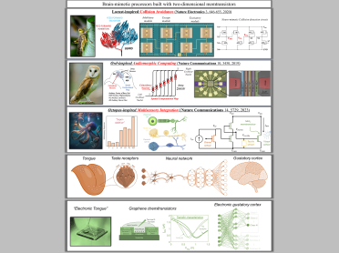 A set of examples of brain0mimetic processors built with 2D memtransistors.