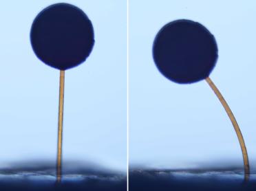 The team fabricated ball-and-stick structures resembling tiny lollipops. The structures were less than a millimeter in height, with balls that were smaller than a grain of sand. The balls were infused with magnetic particles.